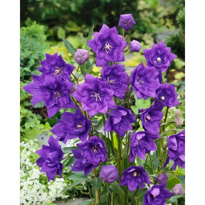 Boubelka modrá 'Platycodon grandiflorus' 3 ks – Sleviste.cz