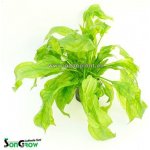 Echinodorus bleheri - Šípatkovec bleheri – Zboží Mobilmania