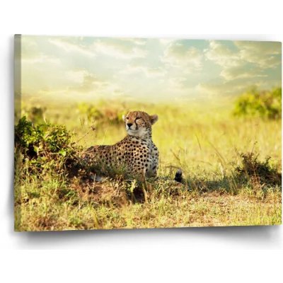 Sablio Obraz Gepard - 60x40 cm – Hledejceny.cz