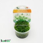 Myriophyllum mattogrossense – Hledejceny.cz