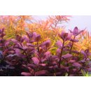 Bacopa salzmannii Purple