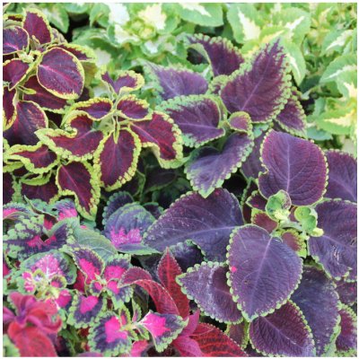 Africká kopřiva Wizard mix Coleus blumei semena africké kopřivy 30 ks – Hledejceny.cz