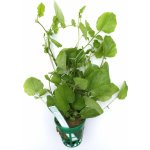 Cardamine lyrata – Zboží Dáma