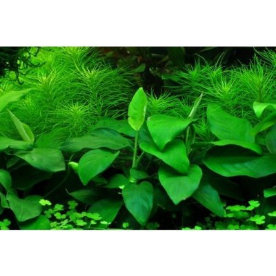 Anubias nana Large – Sleviste.cz