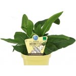 Křen selský BIO květináč 12cm – Hledejceny.cz