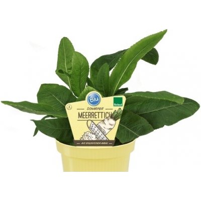 Křen selský BIO květináč 12cm – Hledejceny.cz