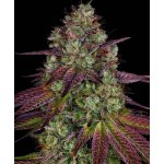 Barney's Farm Mimosa EVO Semena neobsahují THC 10 ks – Hledejceny.cz