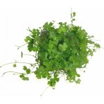 Hydrocotyle japan – Zboží Dáma