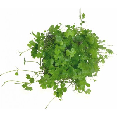Hydrocotyle japan – Zboží Dáma