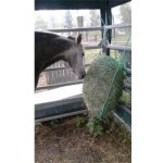 Závěsná síť na seno zelená oka 4 5 x 4 5 cm 60x90cm oko 45x45mm 3mm – Hledejceny.cz