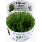 Taxiphyllum alternans - Taiwan moss – Zboží Dáma
