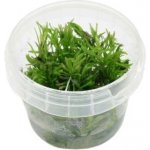 Didiplis diandra - Kalužník dvojmužný – Zboží Dáma