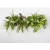Obraz Ortisgreen Obraz z živých rostlin Hoh! Duo, osázený, bílá