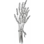 Alteya Organics Levandulový olej 100% Bio 10 ml – Hledejceny.cz