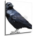 Obraz 1D - 50 x 50 cm - Black raven. Bird isolated on white. Černý havran. Pták izolovaných na bílém. – Hledejceny.cz