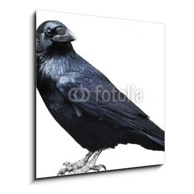 Obraz 1D - 50 x 50 cm - Black raven. Bird isolated on white. Černý havran. Pták izolovaných na bílém. – Sleviste.cz