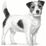 Royal Canin Veterinary Health Nutrition Anallergenic Small Dog 3 kg – Sleviste.cz