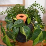 Tuselie Zavlažovací nádoba olla do květináče zapichovací 0,8 l přírodní – Zbozi.Blesk.cz