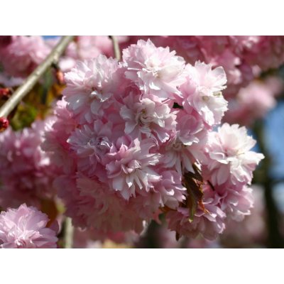 Prunus serr. Kiku-shidare-sakura C15L-KM125 CM