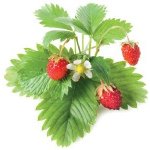 Click and Grow Kapsle Smart Garden - Lesní jahody – HobbyKompas.cz