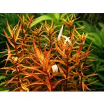 Ammania senegalensis Gold – Sleviste.cz