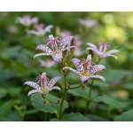 Liliovka srstnatá 'Purple Beauty' 3 ks – Sleviste.cz