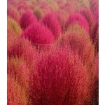 Bytel metlatý - Kochia trichophylla - prodej semen - 100 ks – Zboží Dáma Bytel metlatý - Kochia trichophylla - prodej semen - 100 ks – Zboží Dáma