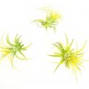 Květina Gardners Tillandsia ionantha yellow Tillandsie, kykatka