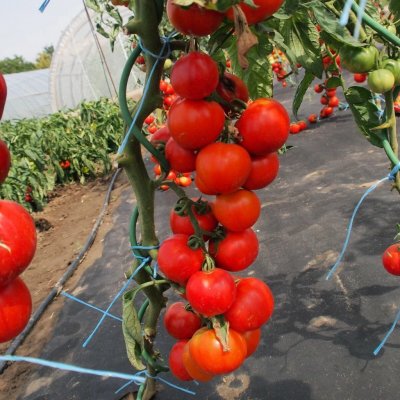 Rajče Uragan F1 - Solanum lycopersicum - semena rajčete - 30 ks – HobbyKompas.cz