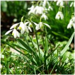 Sněženka podsněžník - Galanthus nivalis - cibule sněženek - 3 ks – Zbozi.Blesk.cz