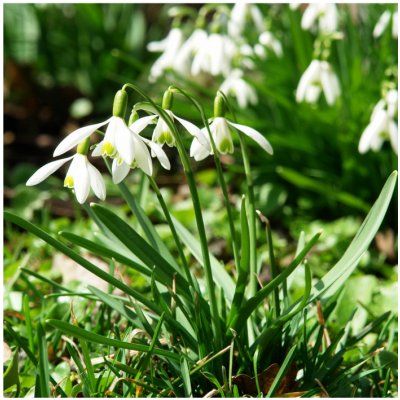 Sněženka podsněžník - Galanthus nivalis - cibule sněženek - 3 ks – Zbozi.Blesk.cz