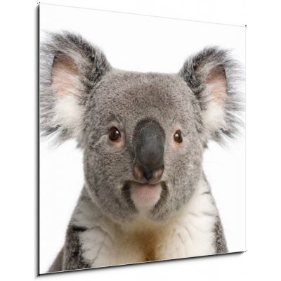 Skleněný obraz 1D - 50 x 50 cm - Portrait of male Koala bear, Phascolarctos cinereus, 3 years old Portrét mužského koala medvěd, Phascolarctos cinereus, 3 roky starý
