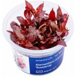 Alternanthera reineckii Rosanervig – Zboží Dáma