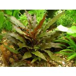 Cryptocoryne tropica - Kryptokoryna Wendtova var. Tropica – Zboží Mobilmania