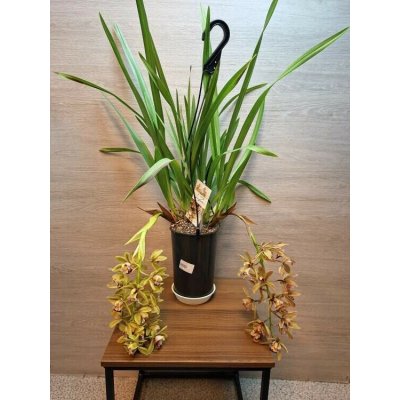 Cymbidium Argiro – Zboží Dáma