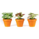 Gardners Hypoestes mix, průměr 8,5 cm Podrostovka – Zboží Mobilmania