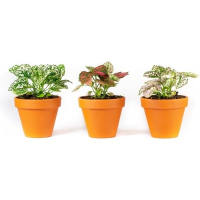 Gardners Hypoestes mix, průměr 8,5 cm Podrostovka – Zboží Mobilmania