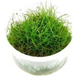 Eleocharis pusilla – Zboží Dáma