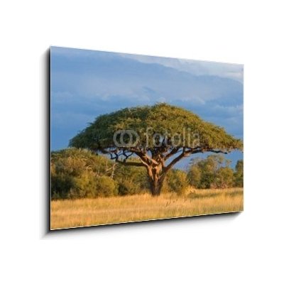 Obraz 1D - 100 x 70 cm - African Acacia tree, Hwange National Park, Zimbabwe Africký strom akácie, národní park Hwange, Zimbabwe – Zboží Mobilmania