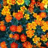 Osivo a semínko Aksamitník nízký směs - Tagetes patula nana mix - semena aksamitníku - 0,3 g