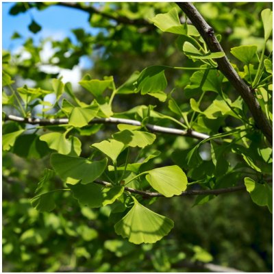 Jinan dvoulaločný - Ginkgo Biloba - semena jinanu - 2 ks