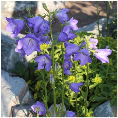 Zvonek broskvolistý modrý - Campanula persicifolia - prodej semen - 300 ks – Zboží Mobilmania