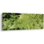 Obraz - Kapradinový list, jednodílný 100x40 cm – Hledejceny.cz