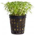 Hottonia inflata - Žebratka zploštělá – Zboží Dáma