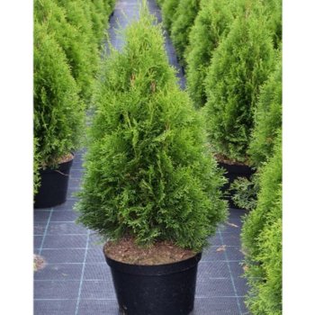 Thuja occidentalis Smaragd - Zerav pro živé ploty