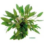 Cryptocoryne wendtii Kompakt – Sleviste.cz