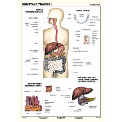 Soustava trávicí I. - tabulka A4 – Zbozi.Blesk.cz