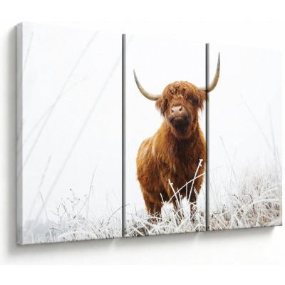 Obraz - Skotská kráva, třídílný 120x80 cm – Hledejceny.cz