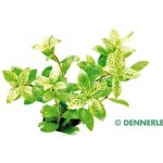 Hygrophila polysperma Sunset – Hledejceny.cz