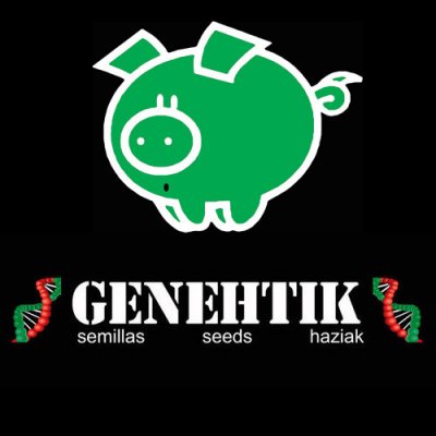 Genehtik Super Silver Bilbo semena neobsahují THC 1 ks